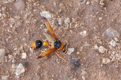 Delta latreillei