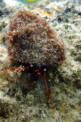 Pagurus maculosus