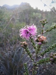 Kunzea recurva