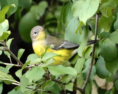 Setophaga magnolia