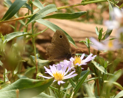 Cercyonis oetus