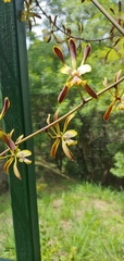 Encyclia alata