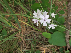 Phlox speciosa