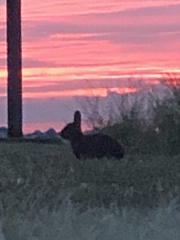 Sylvilagus palustris