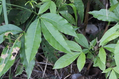 Melicope pteleifolia