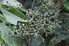 Melicope pteleifolia