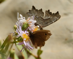 Cercyonis oetus