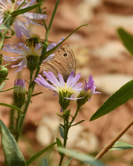 Cercyonis oetus
