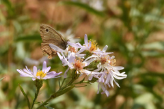 Cercyonis oetus