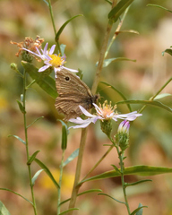 Cercyonis oetus