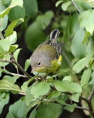 Setophaga magnolia