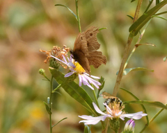 Cercyonis oetus