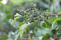 Melicope pteleifolia