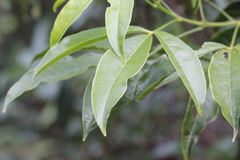 Melicope pteleifolia