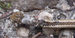 Psammophis crucifer