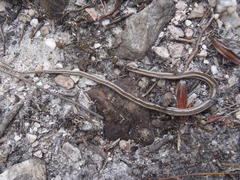 Psammophis crucifer