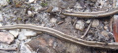Psammophis crucifer