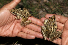 Lithobates neovolcanicus