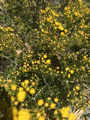 Verticordia chrysantha