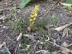 Corydalis cheilanthifolia