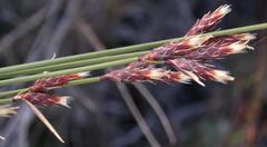 Hypodiscus alboaristatus