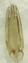Sagola bipunctata