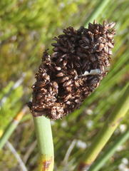 Elegia thyrsoidea