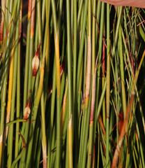 Willdenowia arescens