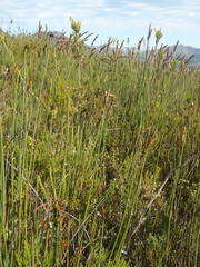 Elegia thyrsoidea