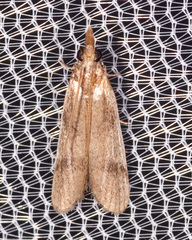 Peoria longipalpella