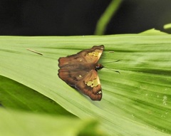 Netrocoryne repanda