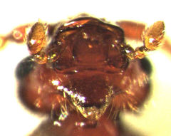 Sagola bipunctata