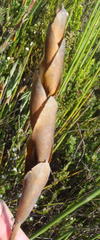 Elegia thyrsoidea