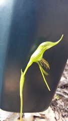 Pterostylis turfosa