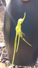 Pterostylis turfosa
