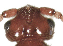 Sagola bipunctata