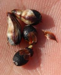 Willdenowia arescens