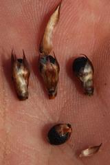 Willdenowia arescens