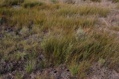 Willdenowia arescens