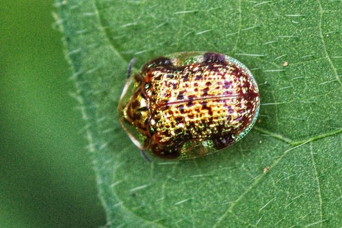 Microctenochira hectica