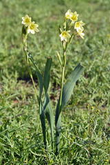 Moraea marlothii