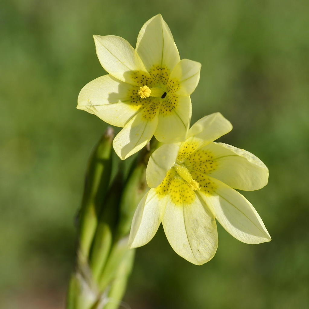 Moraea marlothii