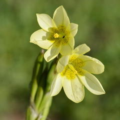 Moraea marlothii