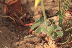 Oxalis pes-caprae sericea