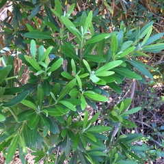 Diospyros dichrophylla