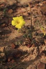 Oxalis pes-caprae sericea