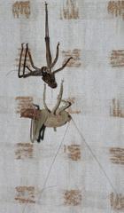 Alfredectes semiaeneus