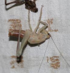 Alfredectes semiaeneus