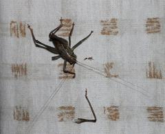 Alfredectes semiaeneus