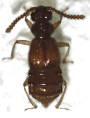 Sagola bipunctata